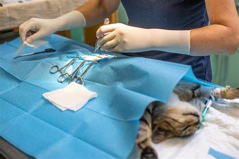 How much does it cost to spay a cat - Feb 21, 2024 · The cost to neuter a cat is $200 to $400, while the average cost to spay a cat is $300 to $500. The cost to spay or neuter a cat depends on its age, if it's in heat or pregnant, and whether you visit a vet's office or non-profit animal clinic. 
